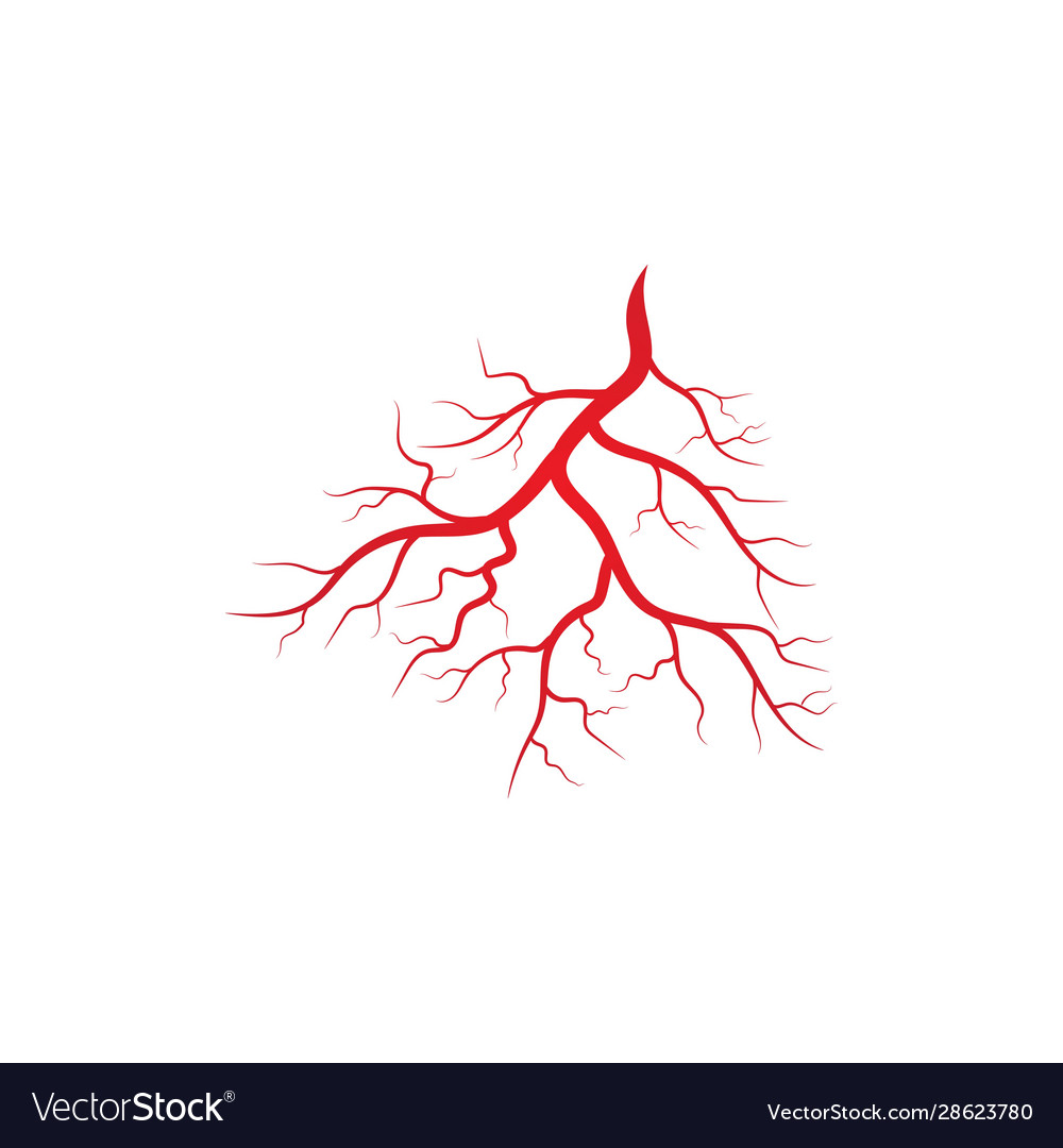 Human veins and arteries Royalty Free Vector Image