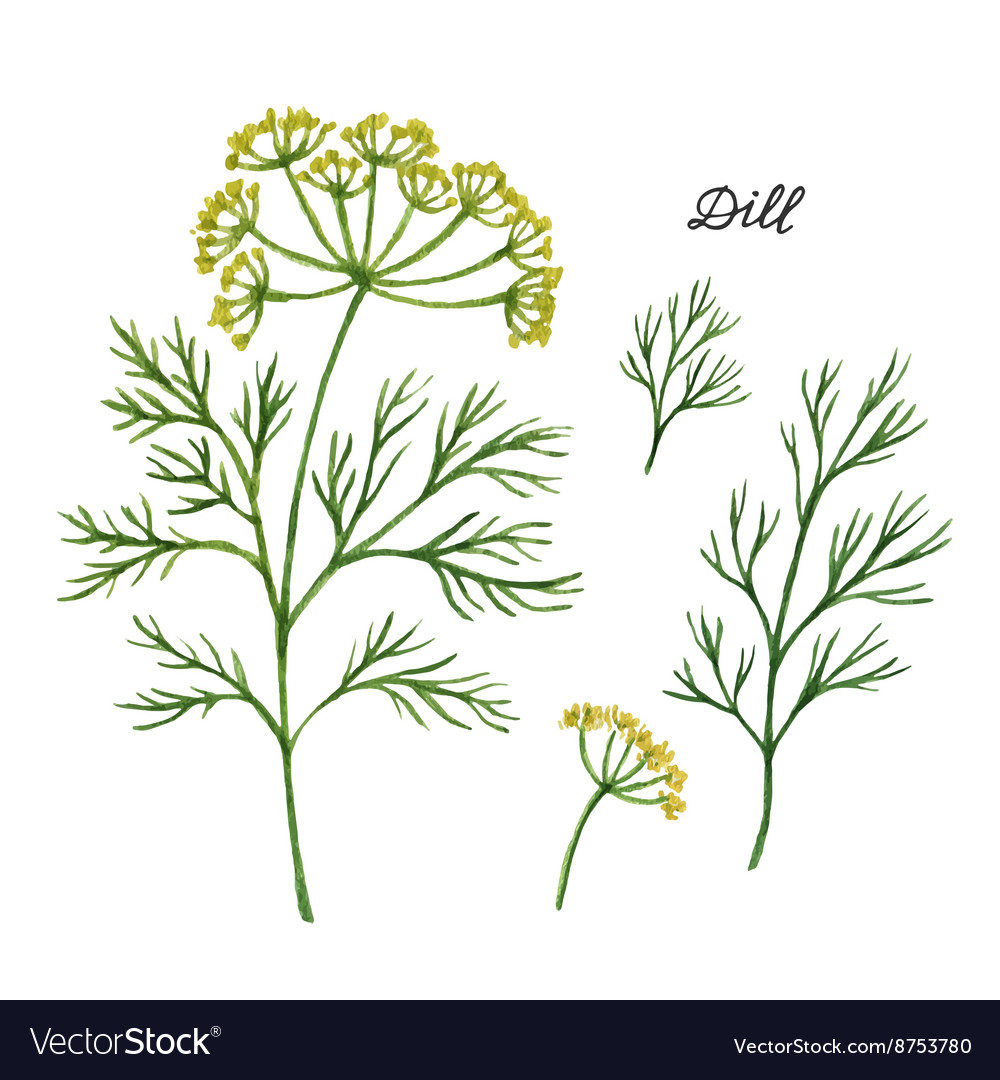 Watercolor branches and leaves dill Royalty Free Vector