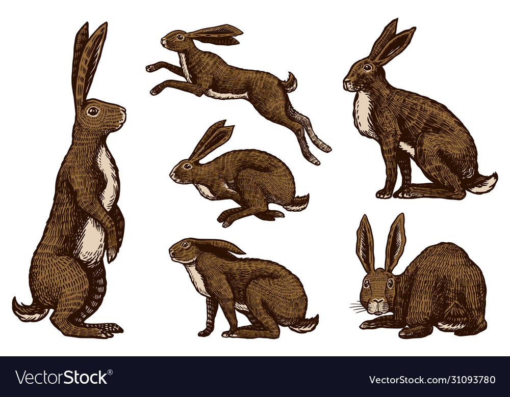 Wild hares set rabbits are sitting and jumping Vector Image