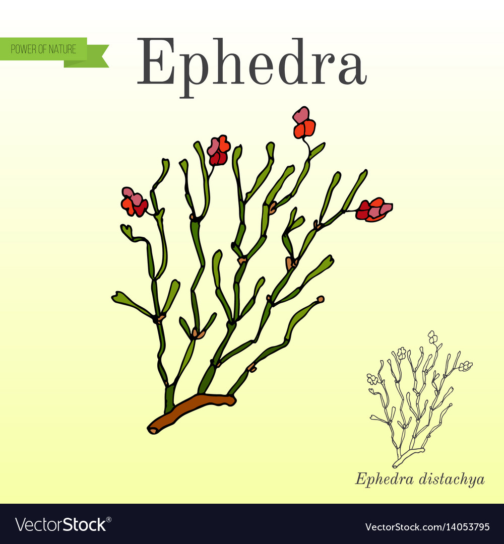 Red berries herb ephedra distachya