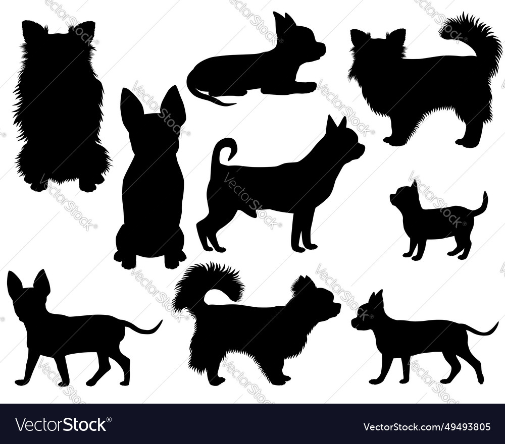 Collection of silhouettes of chihuahua dog breed Vector Image