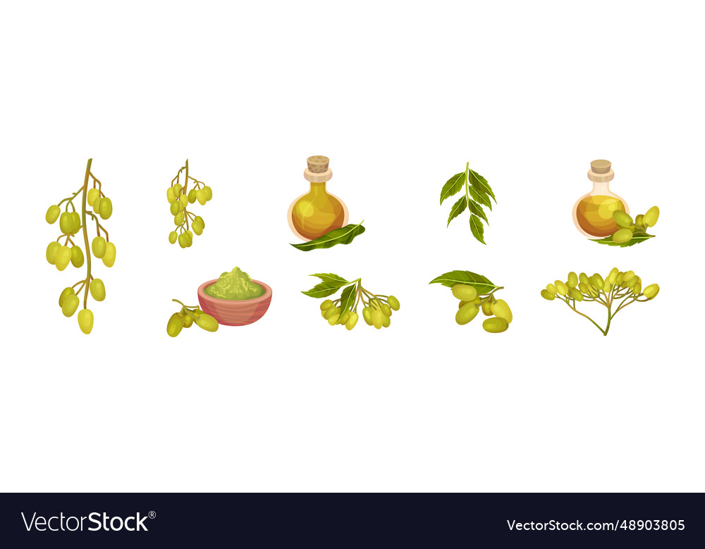 Neem Pflanze mit fruchtigen Zweigen und Früchten