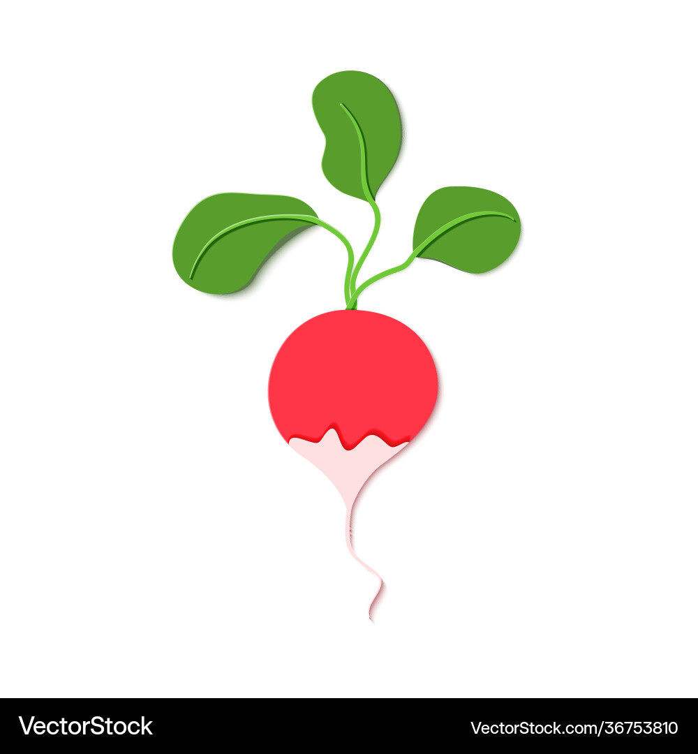 Paper cut style red radish cut Royalty Free Vector Image