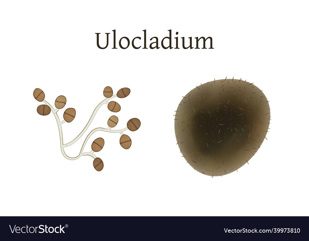 Ulocladium mold isolated Royalty Free Vector Image