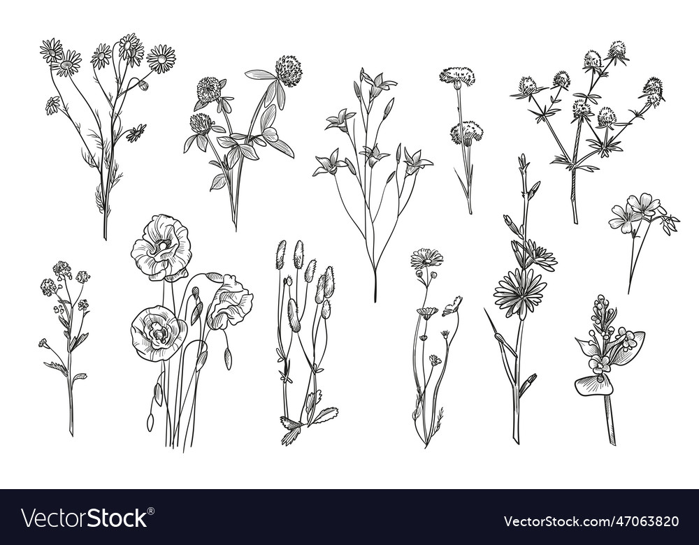 Hand drawn wild flowers isolated Royalty Free Vector Image