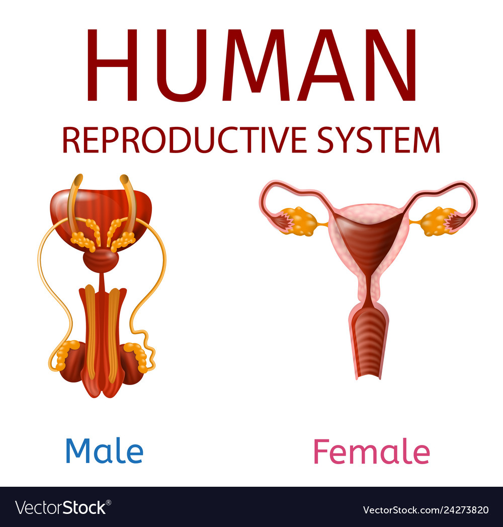 Human Reproductive System Male And Female Genitals 