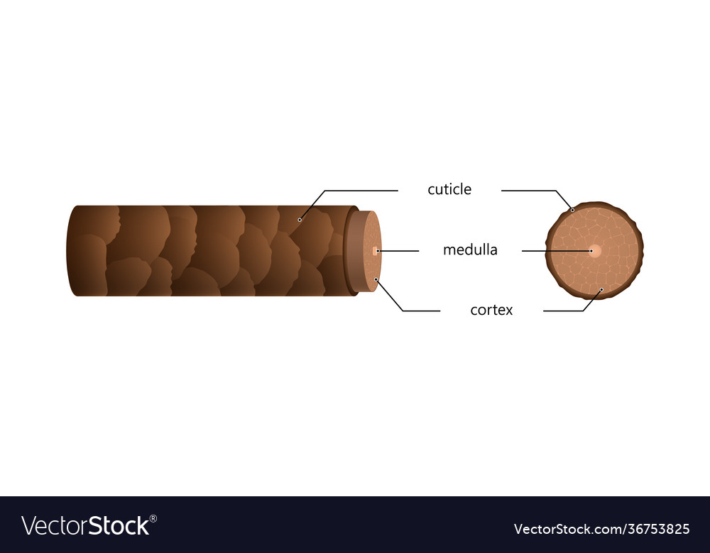 Structure hair in section under microscope