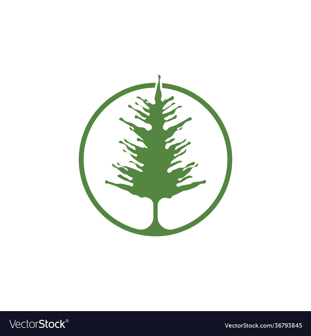 Pinienbaum