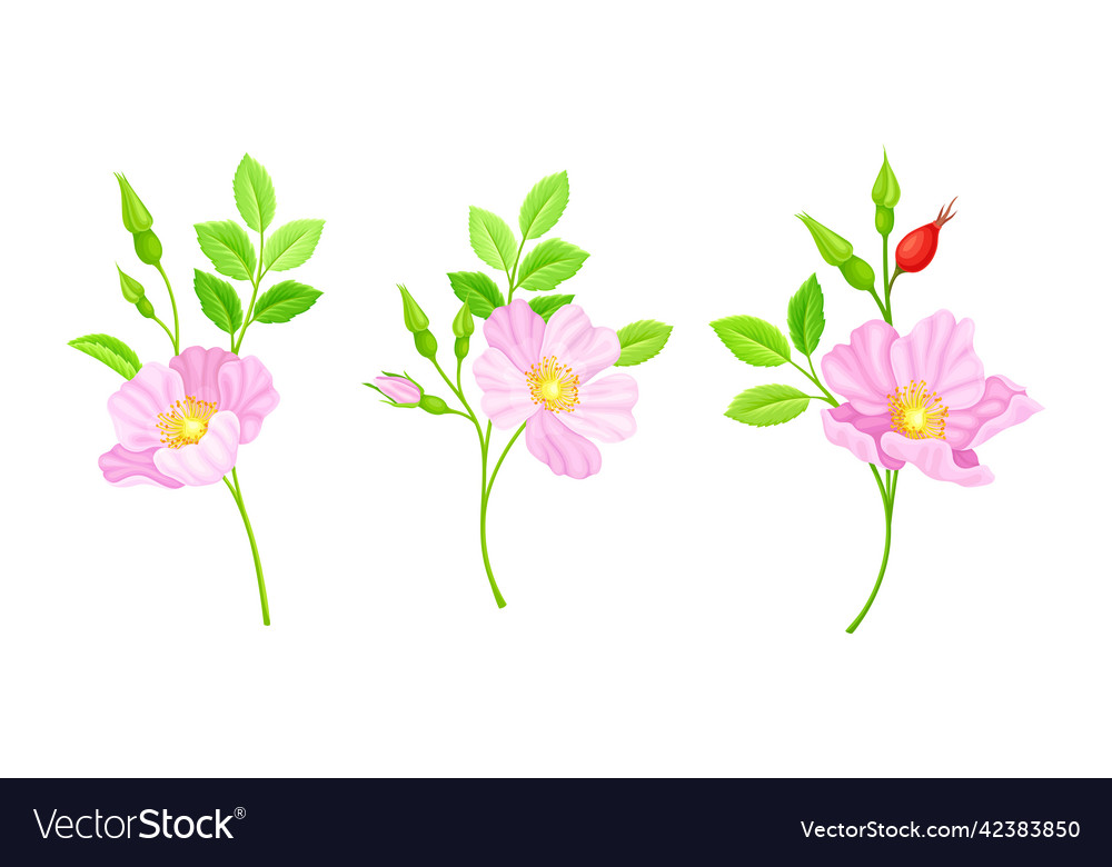 Twigs of rose hip plant with pink flowers