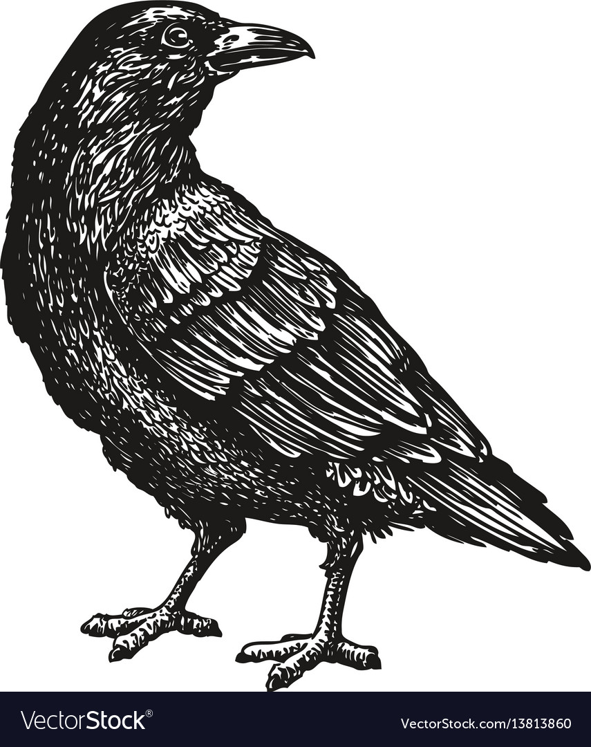 Handdrawn black crow raven bird sketch Royalty Free Vector