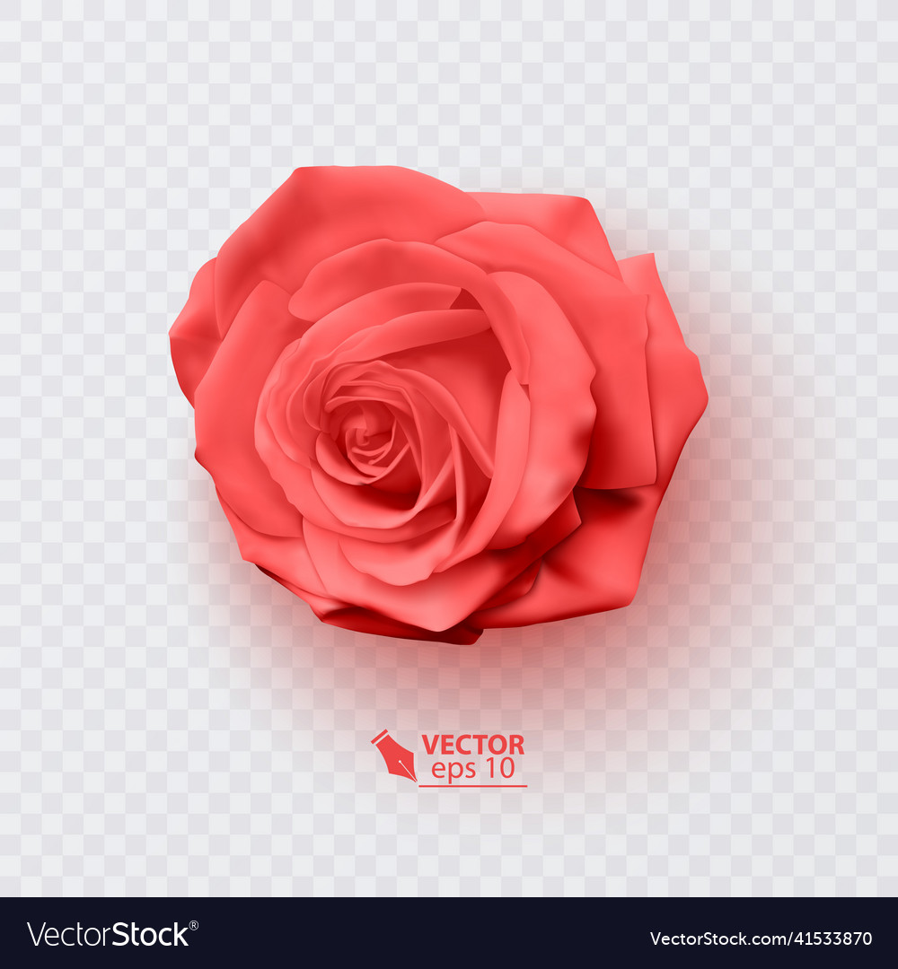 Red rose with shadow realistic on transparent