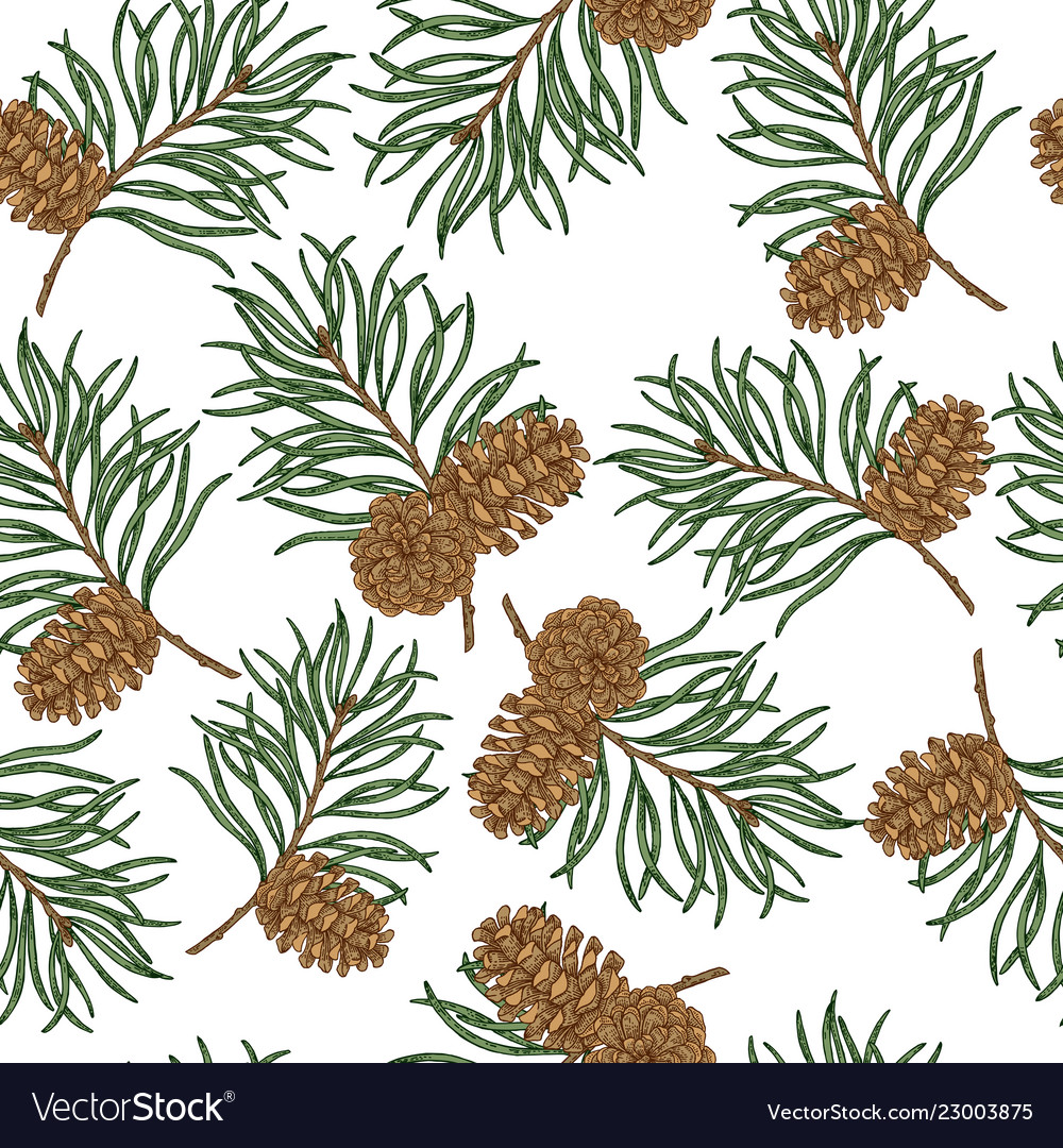 Seamless pattern with hand drawn pine cones