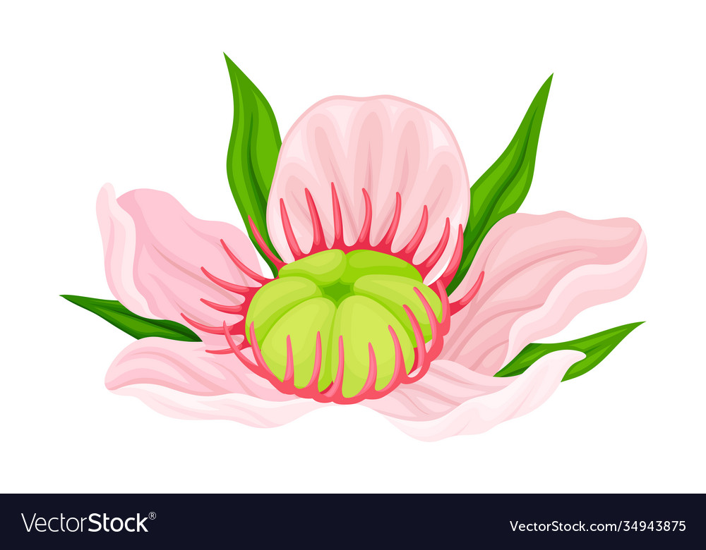 Showy flower manuka flowering plant with pink Vector Image Showy flower manuka flowering plant with pink Vector Image