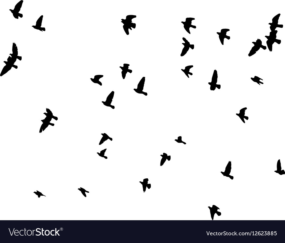 Flock von Tauben