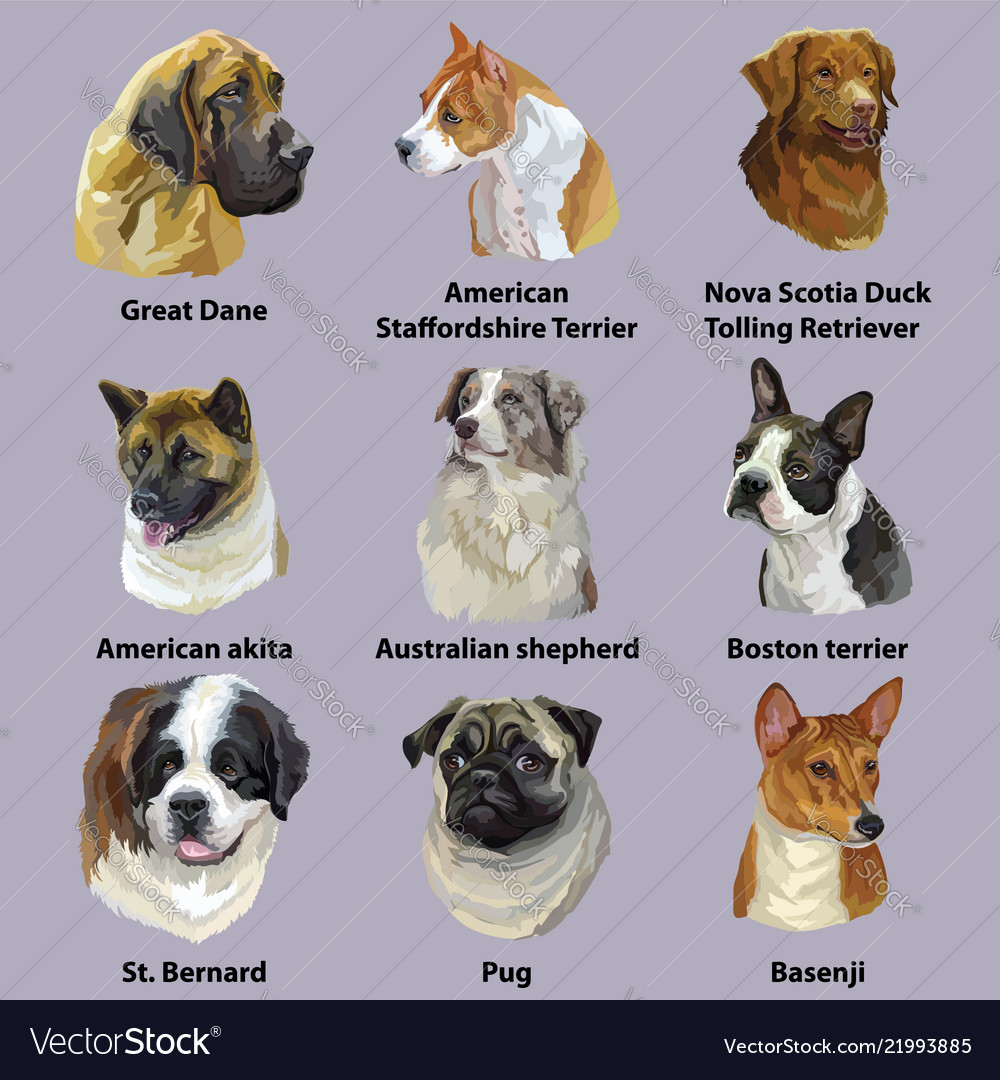 Set of portraits dog breeds Royalty Free Vector Image