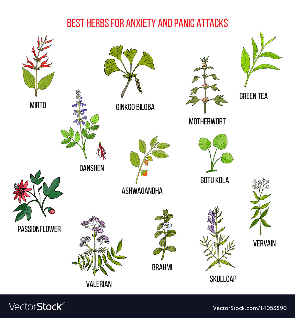 best-natural-herbs-for-anxiety-and-panic-attacks-vector-image