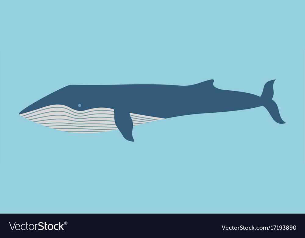 Blue whale Royalty Free Vector Image - VectorStock