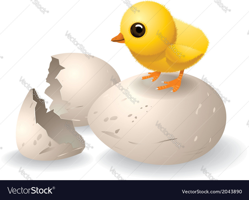 cute hatched chick royalty free vector image vectorstock