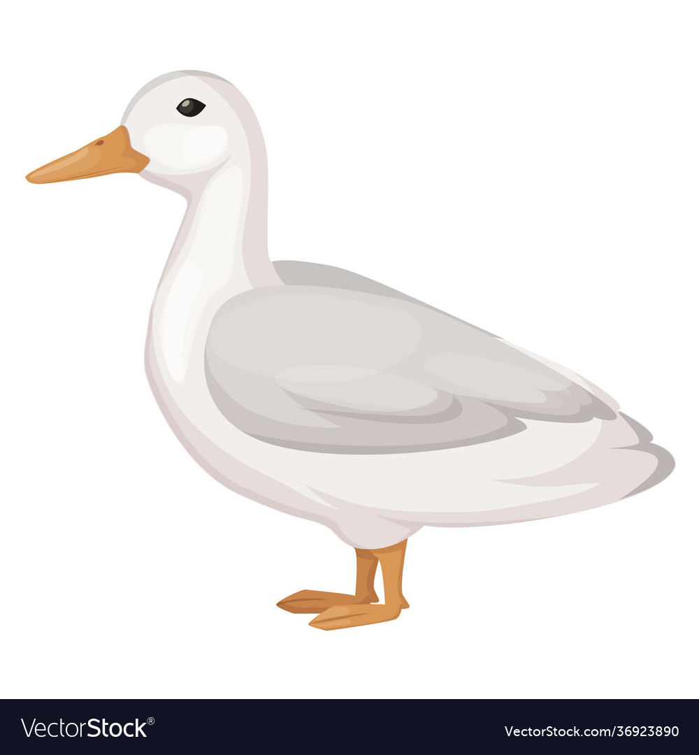 Mallard poultry farm duck flying agricultural Vector Image