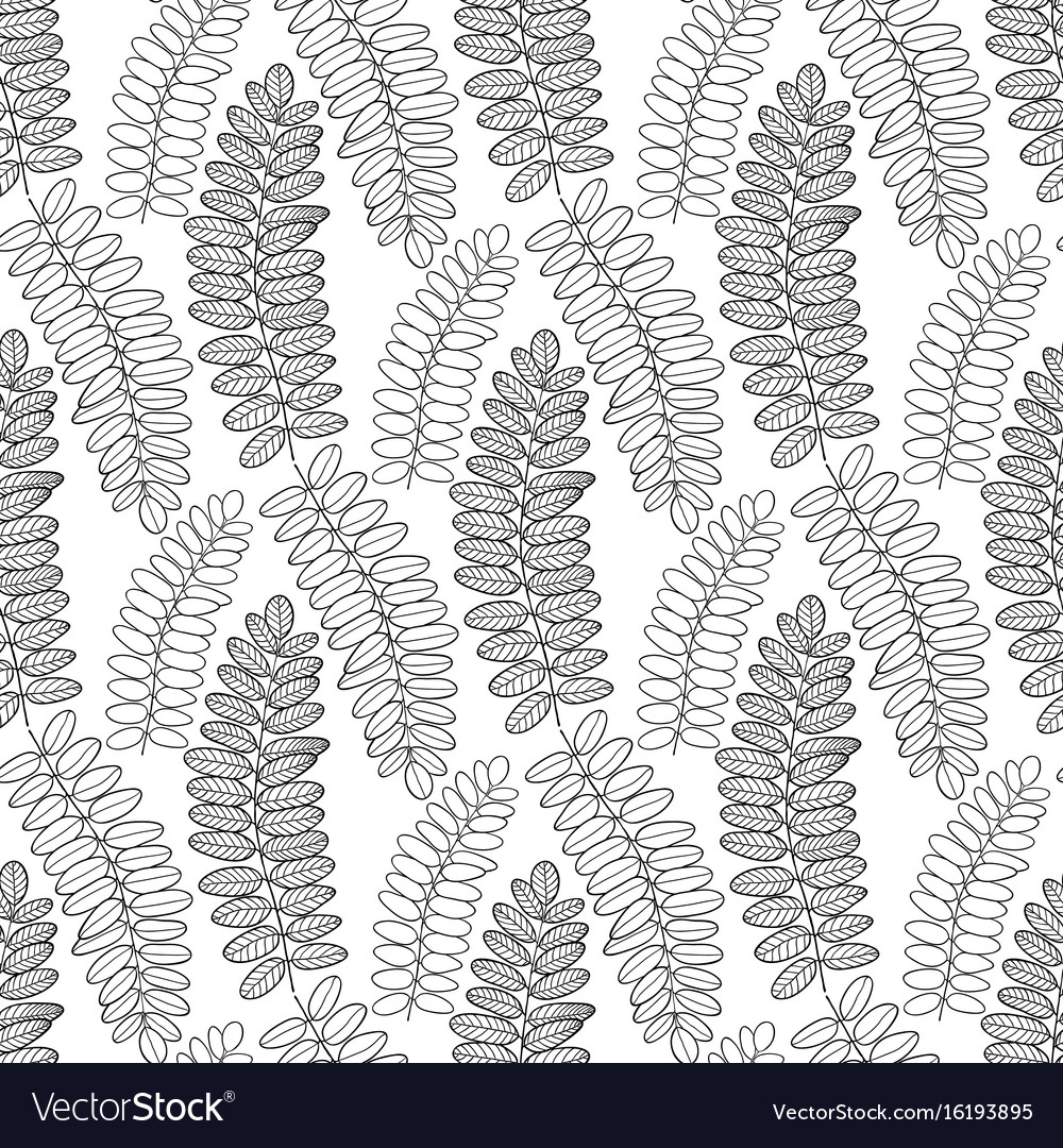 Seamless Pattern With Acacia Leaves Line Art Vector Image