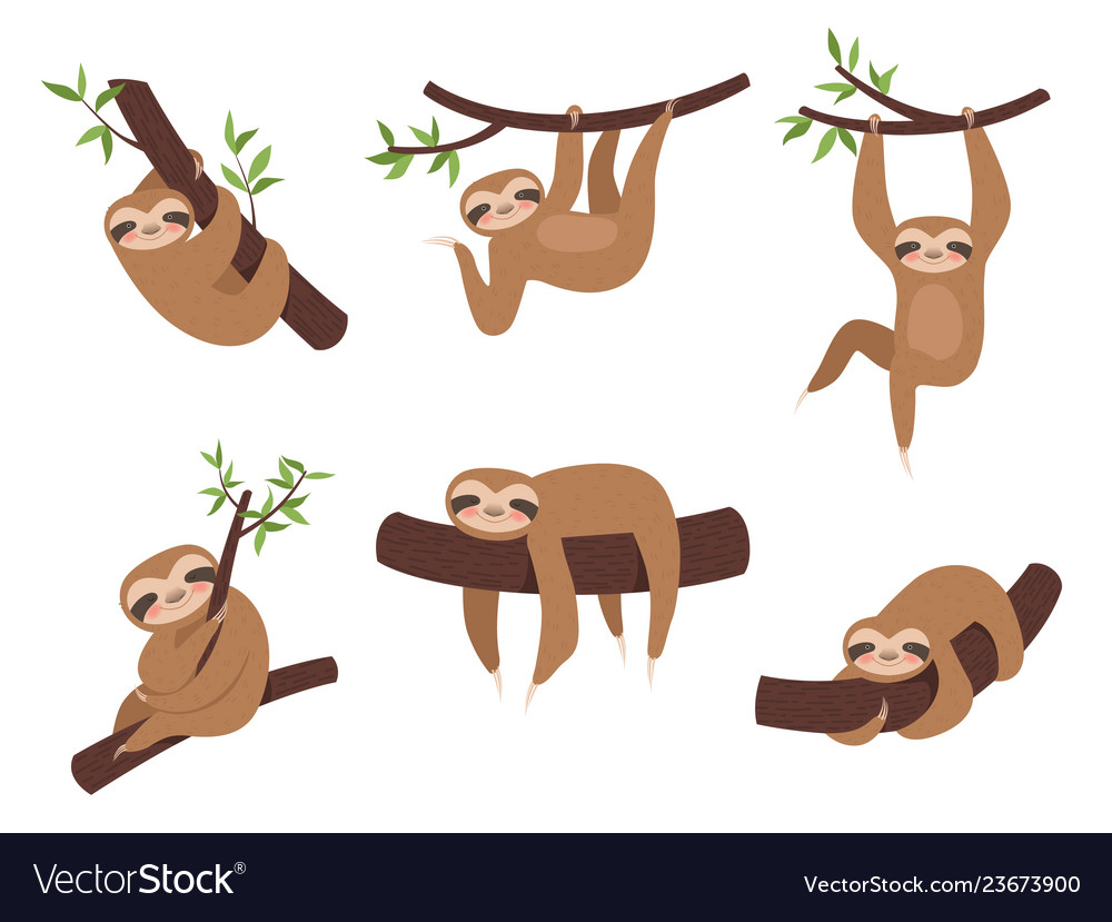 Sloth characters cute sleepy animal on branch Vector Image