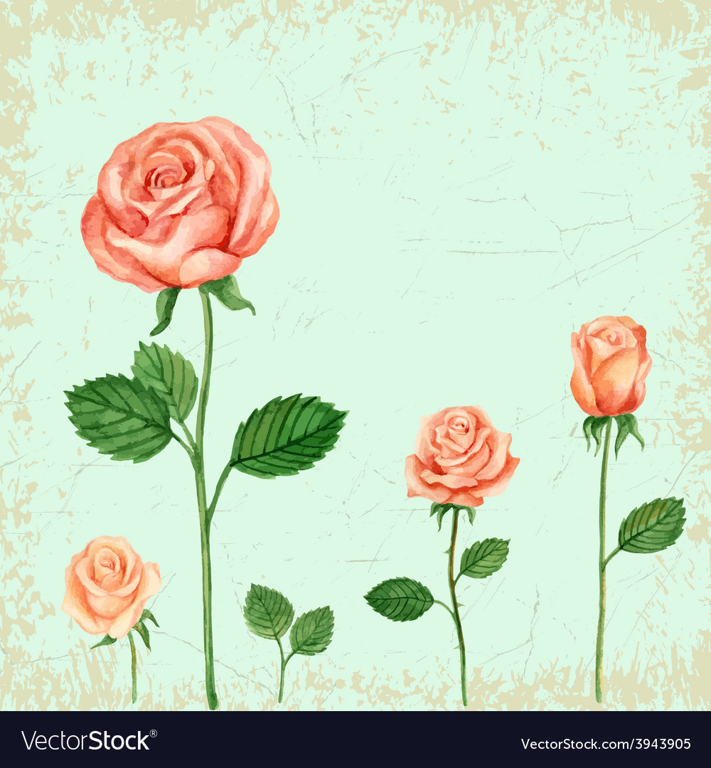 Rose watercolor for greeting cards invitations