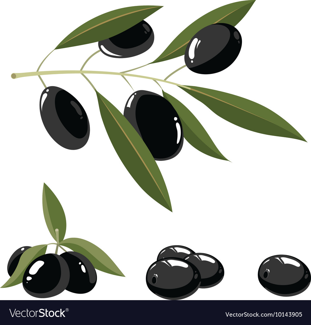 Set of black olives with leafs Royalty Free Vector Image