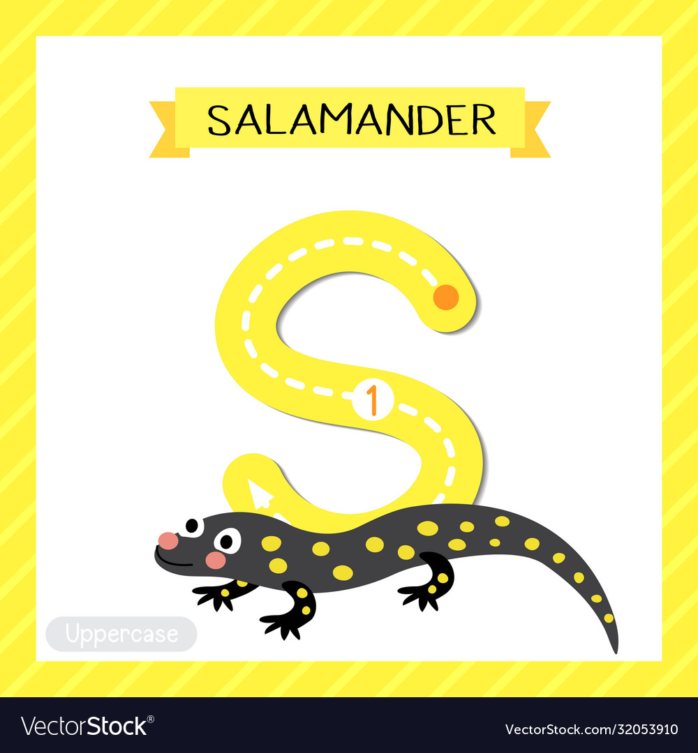 Letter S Uppercase Tracing Salamander Royalty Free Vector
