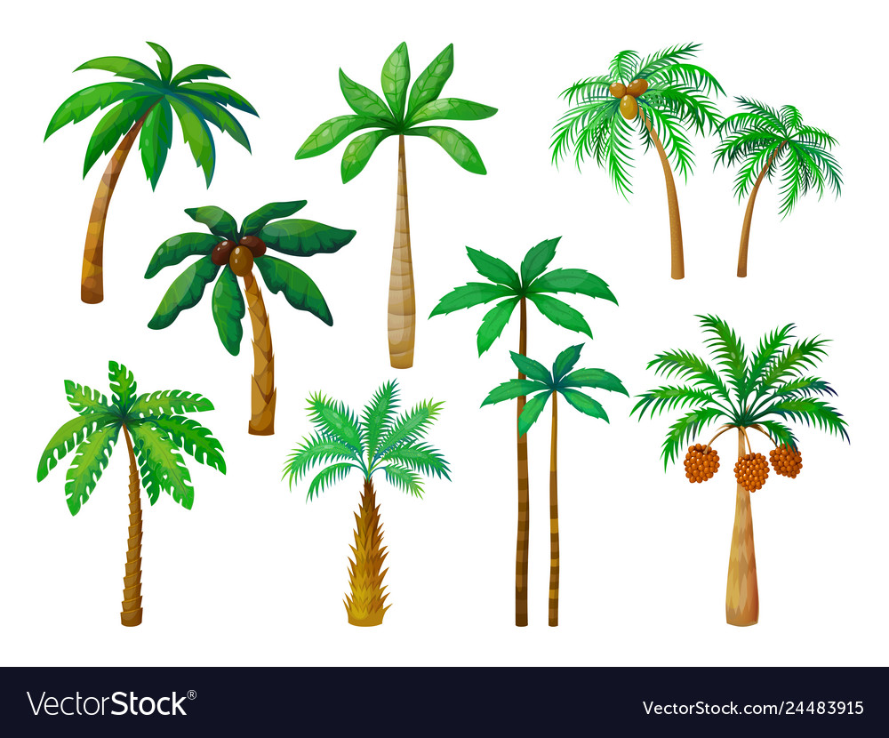 palm tree