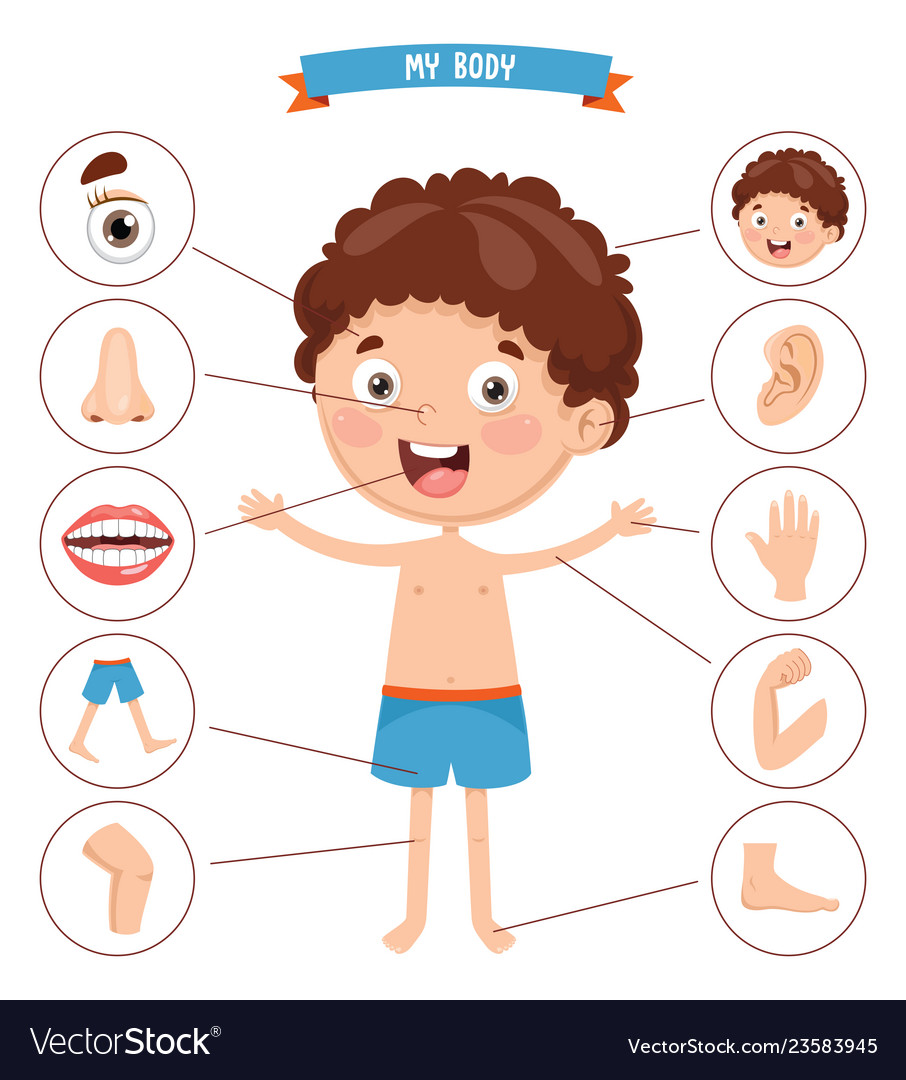 Cartoon Body Parts Vector : Part Of The Body Clipart | Elecrisric