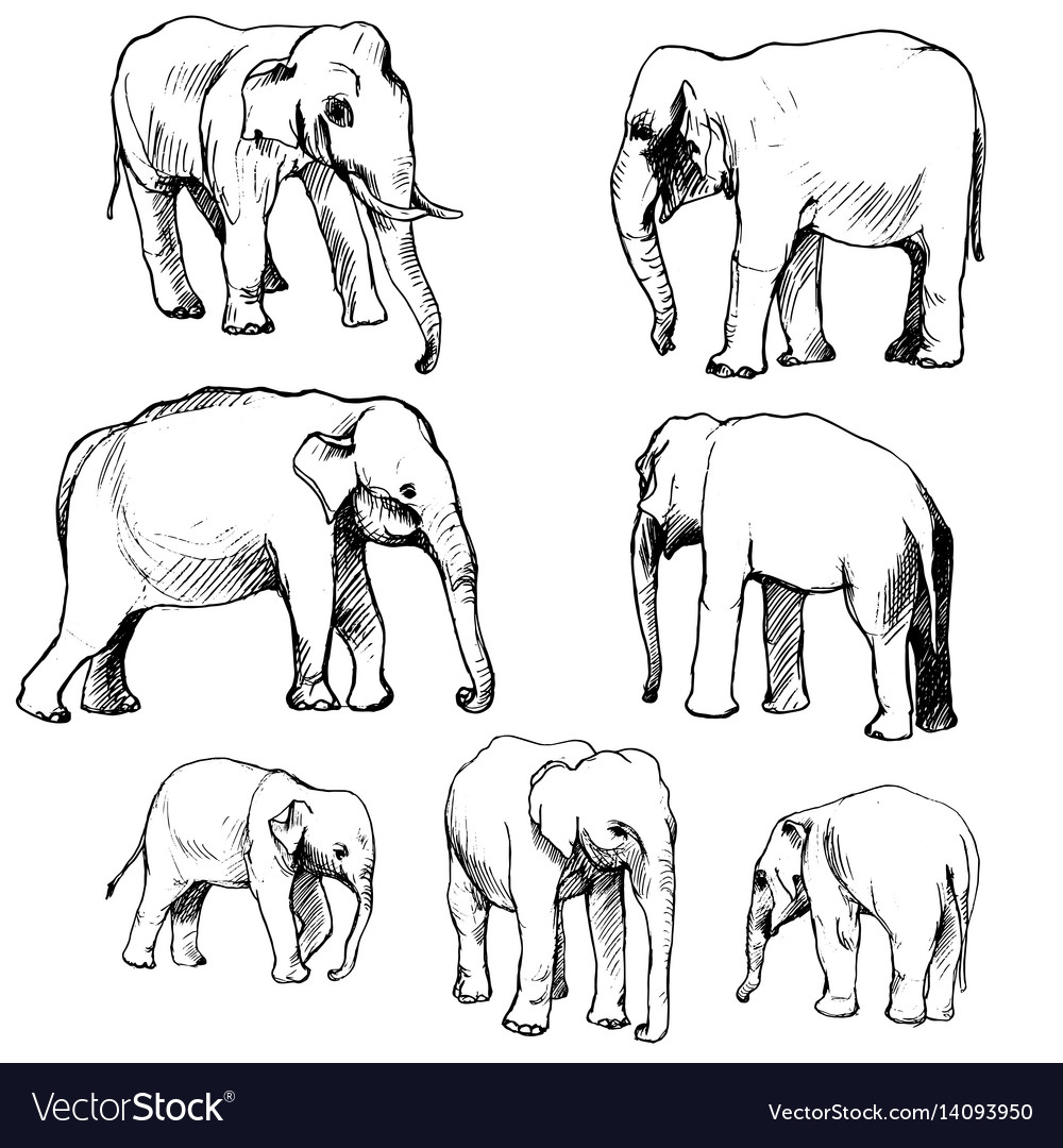 Set Of Elephants Royalty Free Vector Image Vectorstock 8086