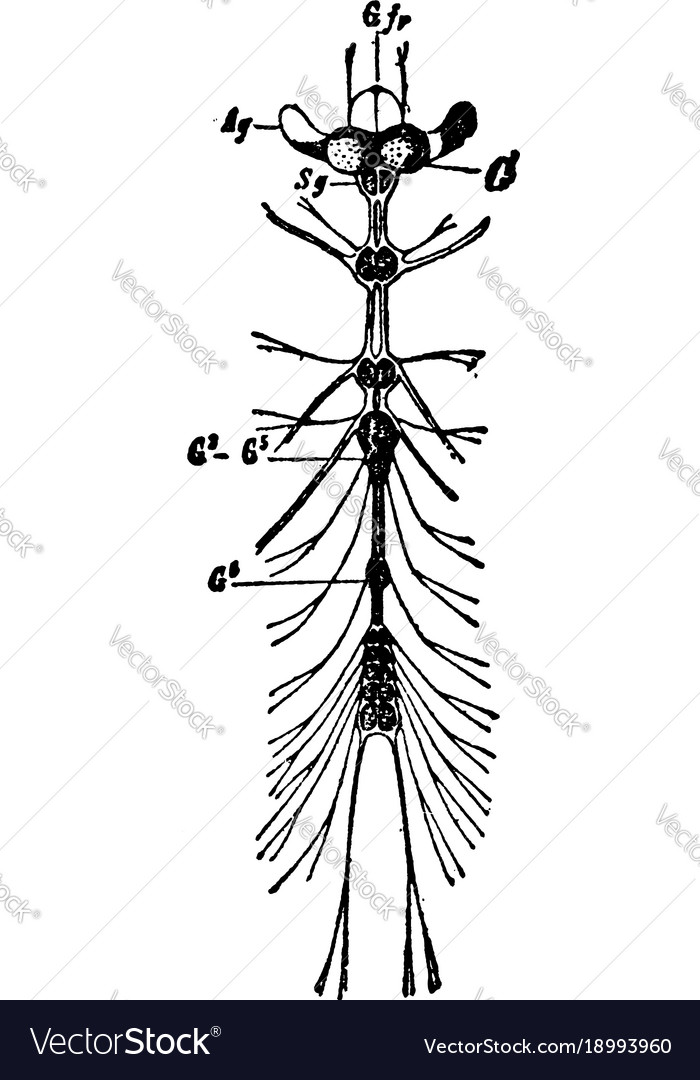 Nervous system of a ladybug vintage