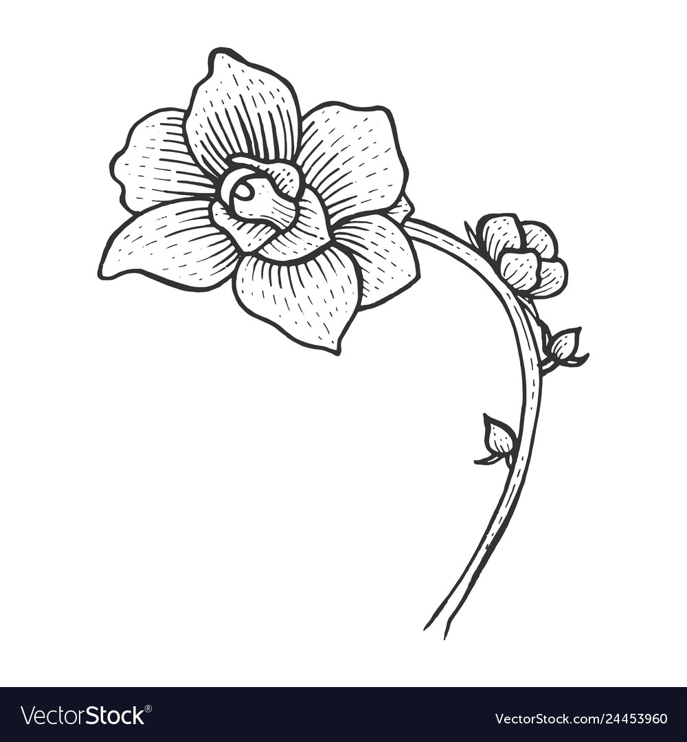 Orchid flower sketch engraving Royalty Free Vector Image