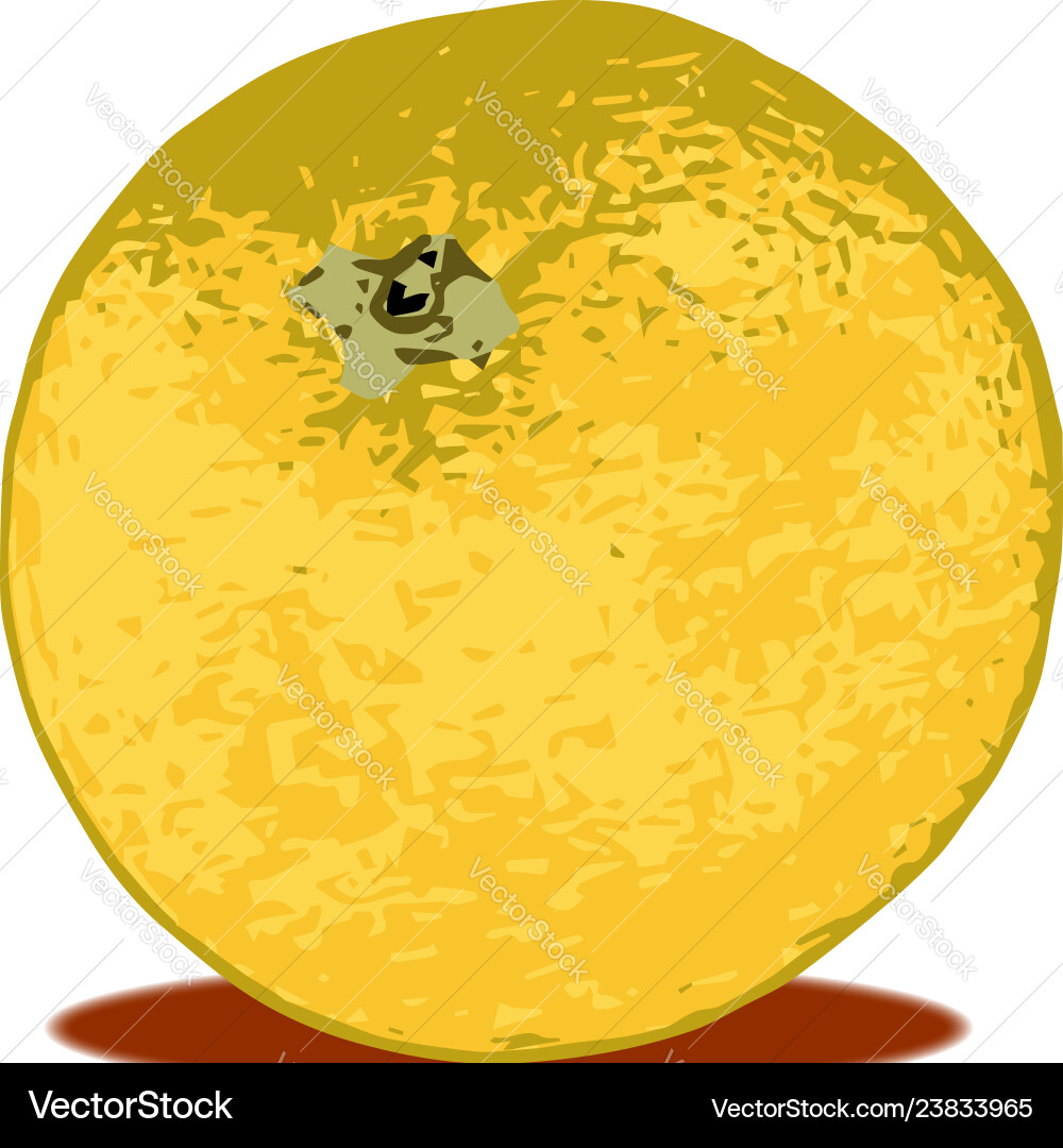 Grapefruit Royalty Free Vector Image - VectorStock