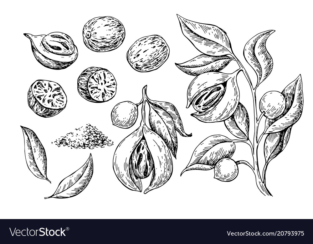 Nutmeg spice drawing ground seasoning nut Vector Image