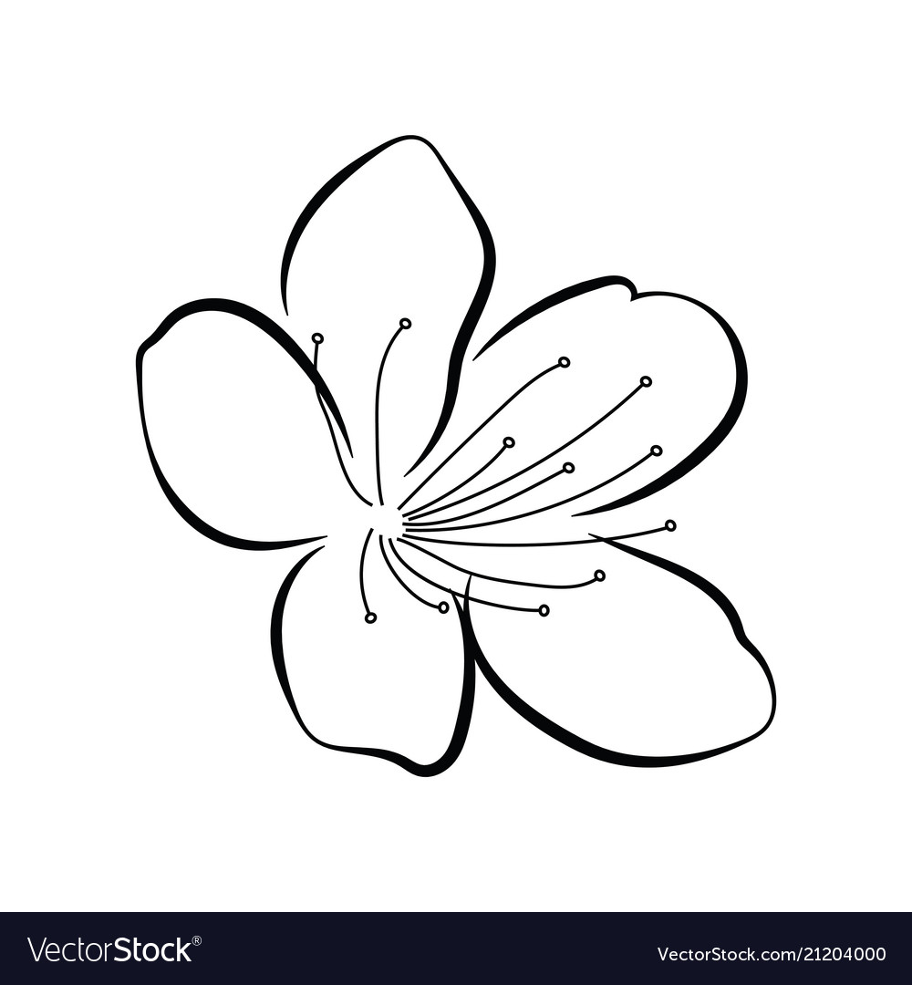 Blooming cherry sakura branch with flower buds Vector Image