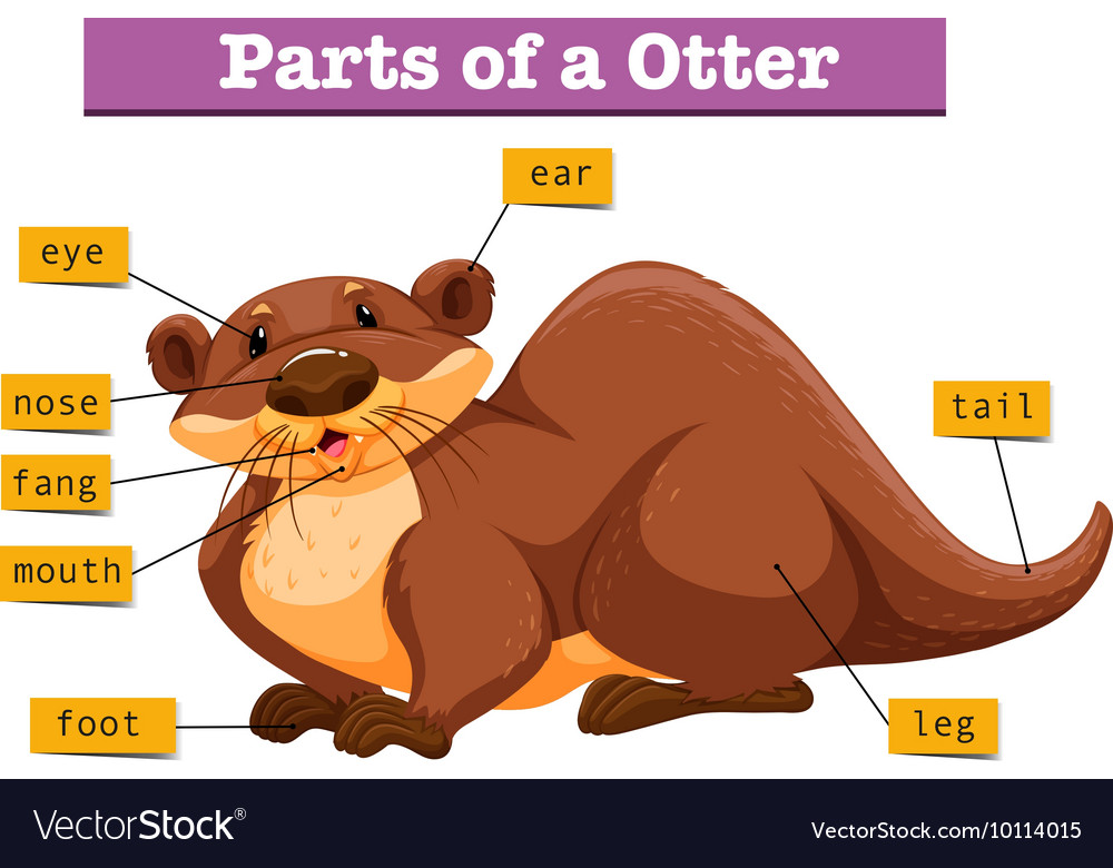 Anatomy of cute otter Royalty Free Vector Image