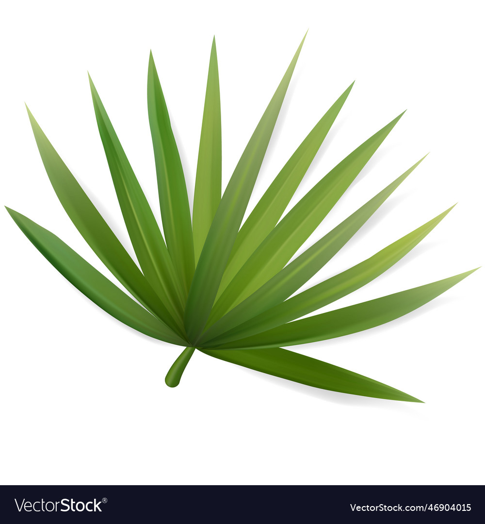 Tropical leaf isolated exotics botanical