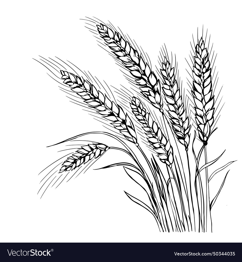 Grains plants and cereal rye barley