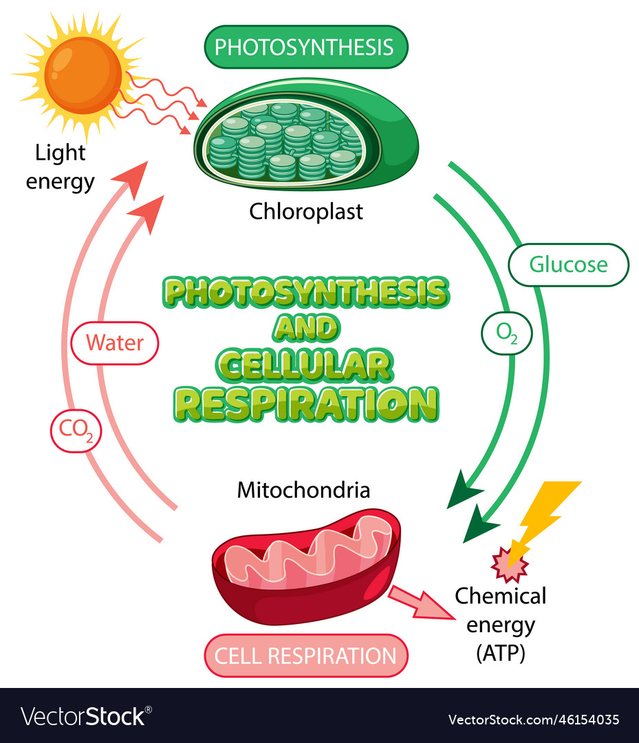 Cellular Respiration Equation Steps Types And Importance 46 OFF