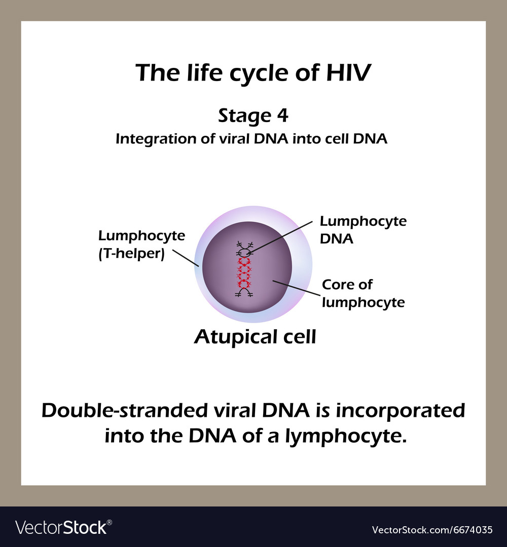 The life cycle of HIV Stage 4 - The double Vector Image