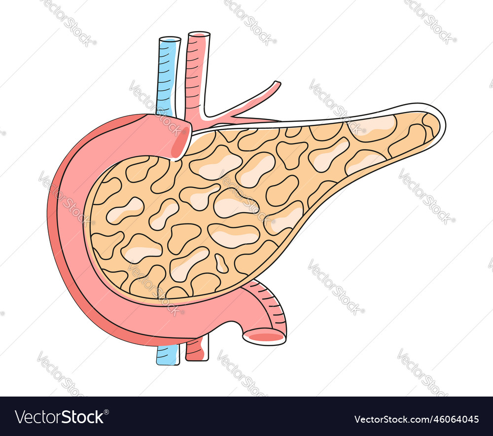 Pancreas with arteries are shown in doodle style Vector Image