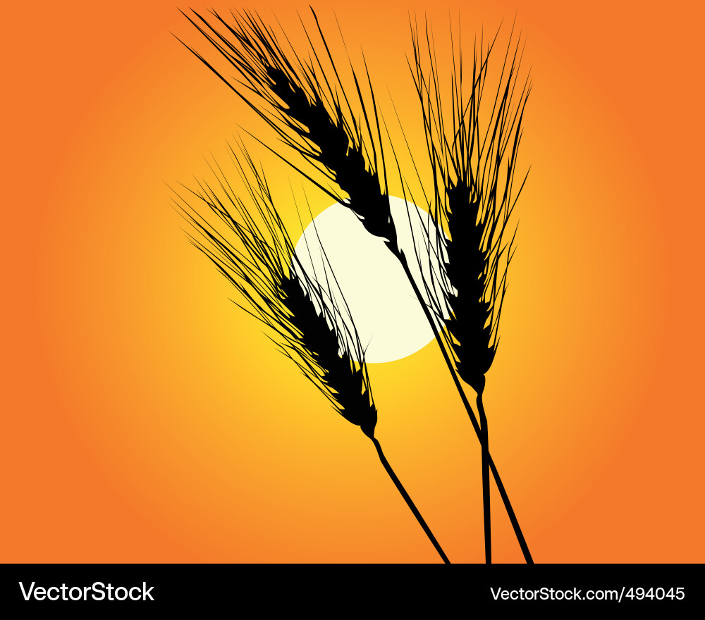 Wheat ears Royalty Free Vector Image - VectorStock