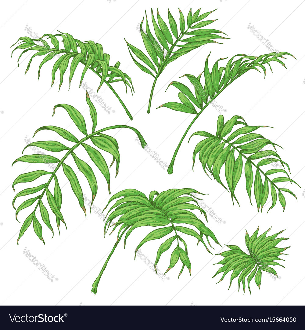 green palm fronds sketch royalty free vector image