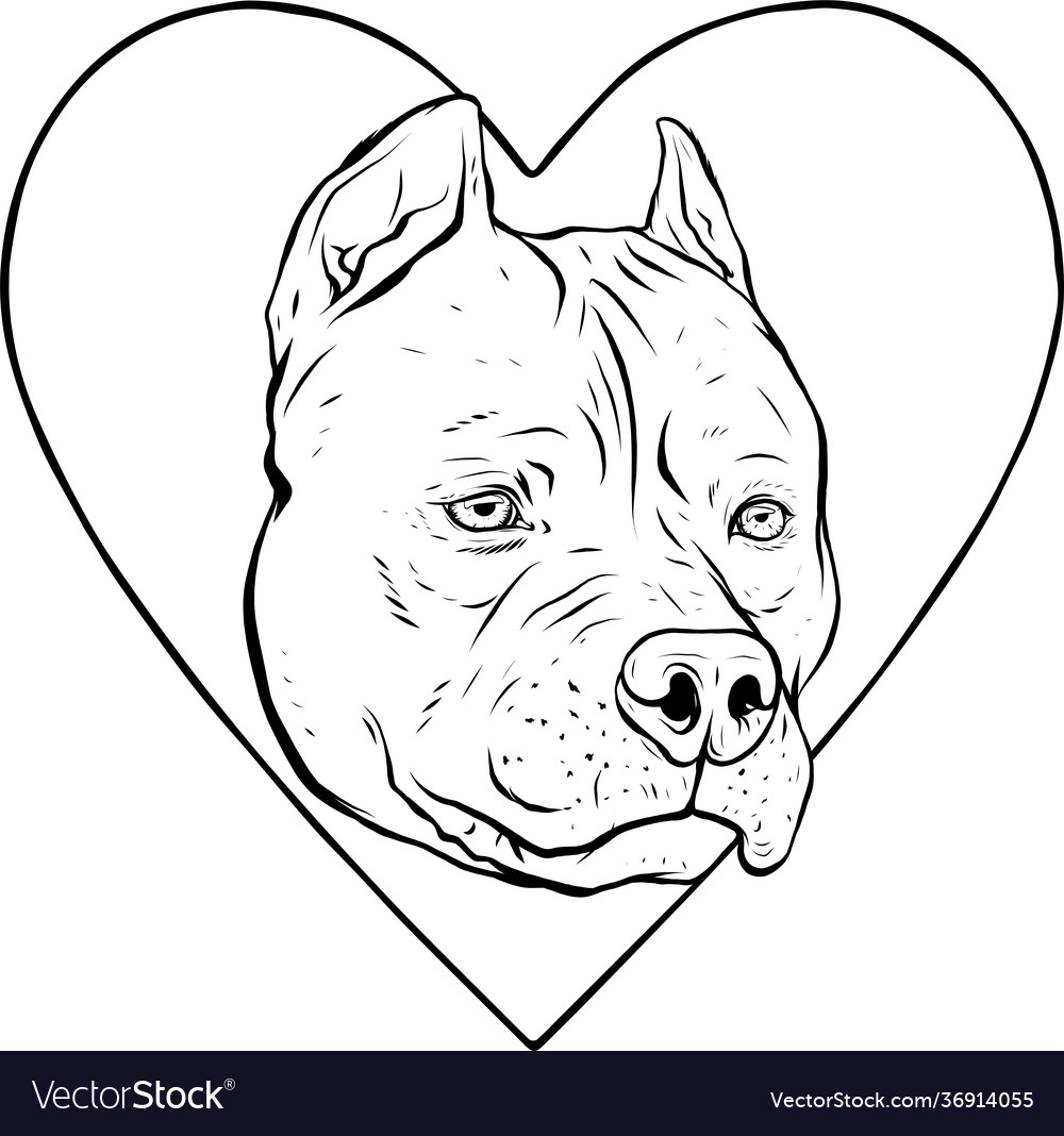 Draw In Black And White Pitbull Head Dog In Vector Image