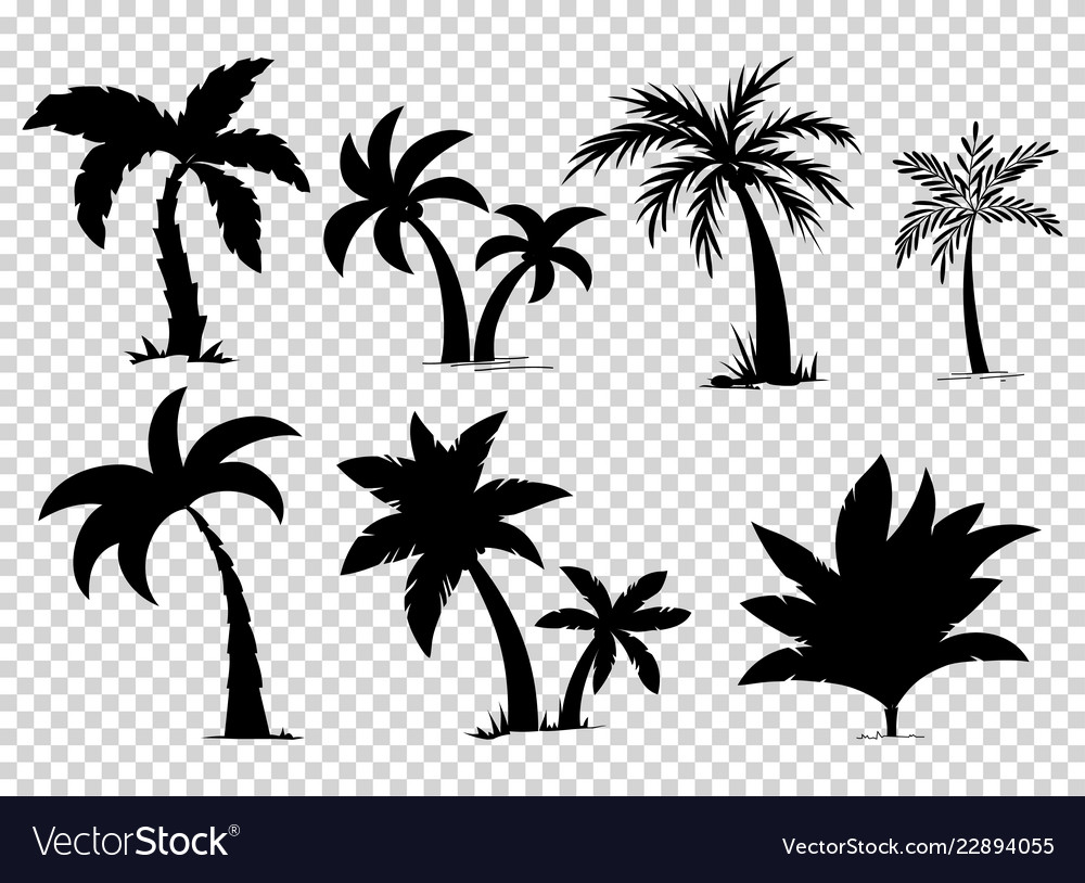 Set tropical palm trees with leaves mature and Vector Image Set tropical palm trees with leaves mature and vector image on... 