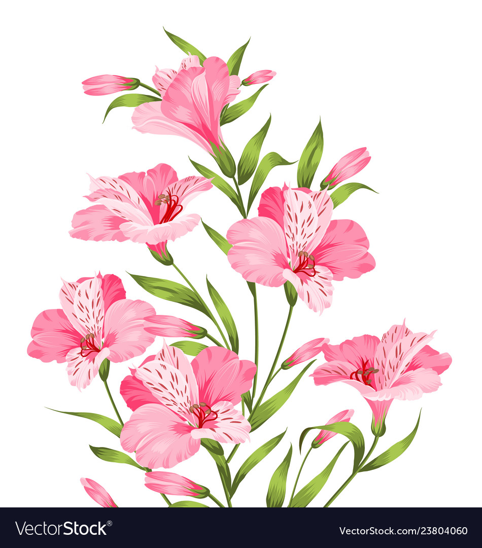 Alstromeria branch isolated on white Royalty Free Vector