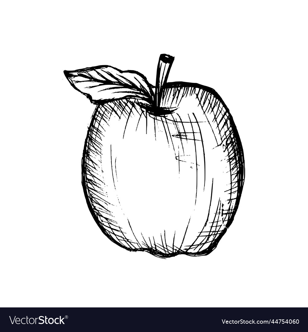 Sketches and engravings apples composition set Vector Image