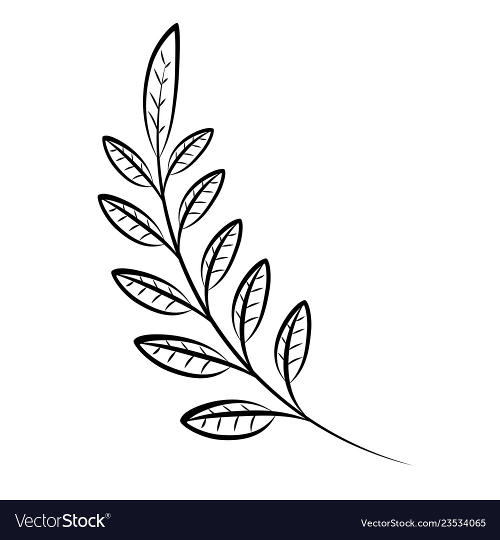 Leaves Branch Decorative Royalty Free Vector Image