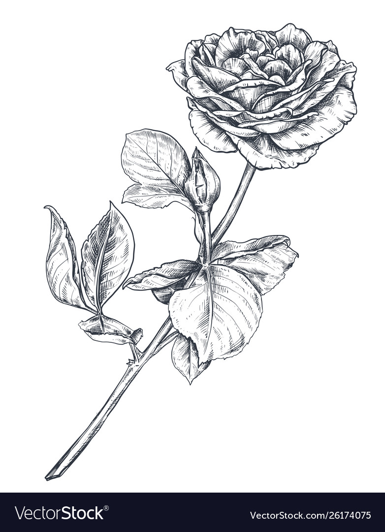 Hand drawn rose flowers branch isolated on white Vector Image